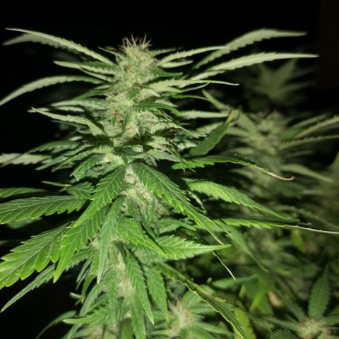 Cheese clone growlog timeline photo