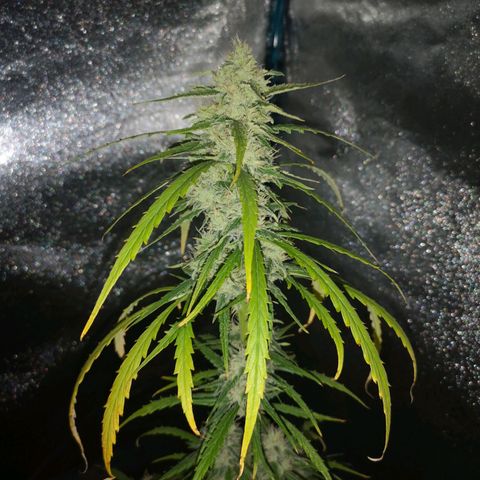 Amnesia lemon auto growlog timeline photo