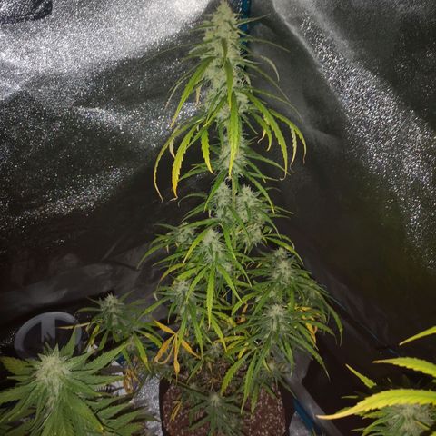 Amnesia lemon auto growlog timeline photo