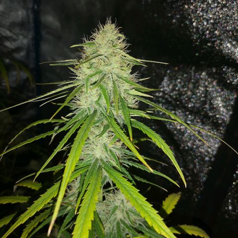 Citradelic sunset auto growlog timeline photo