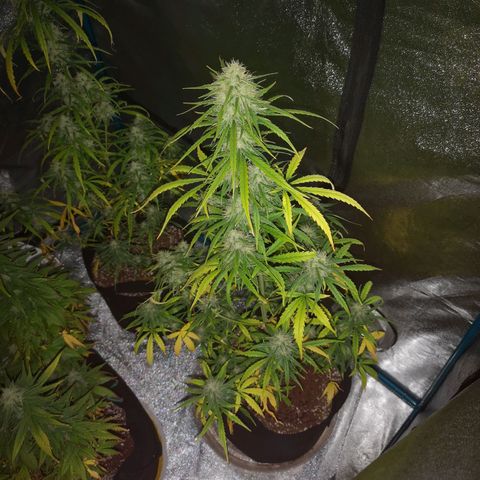 Citradelic sunset auto growlog timeline photo