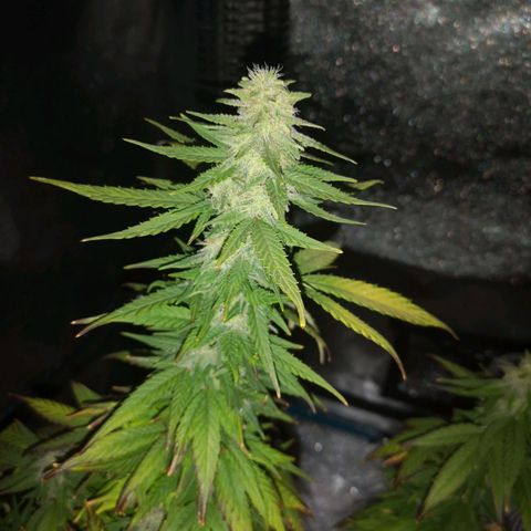 Jess' Memberberry  growlog timeline photo