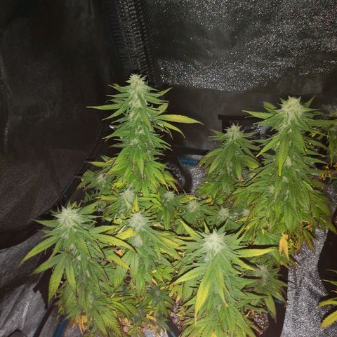 Jess' Memberberry  growlog timeline photo