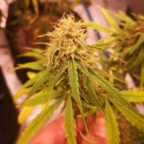 Citradelic sunset auto growlog timeline photo