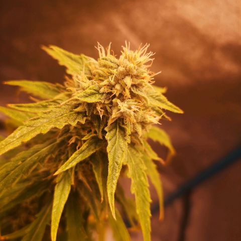Amnesia lemon auto growlog timeline photo