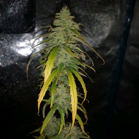 Amnesia lemon auto growlog timeline photo