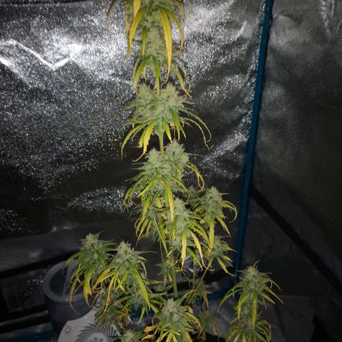 Amnesia lemon auto growlog timeline photo
