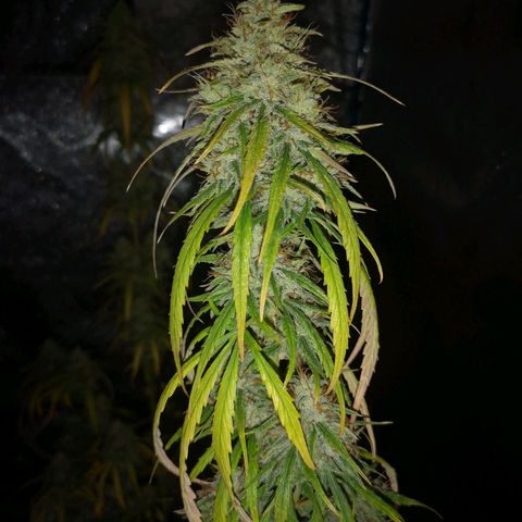 Citradelic sunset auto growlog timeline photo