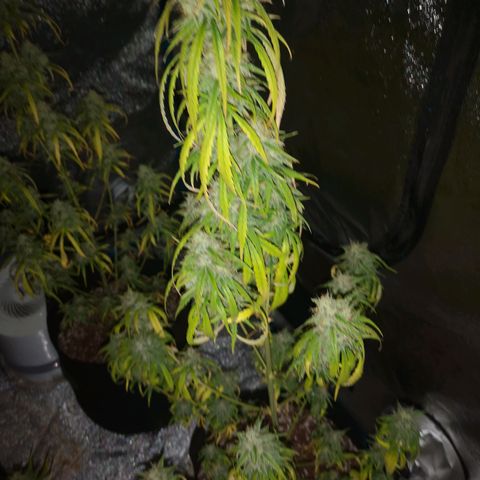 Citradelic sunset auto growlog timeline photo