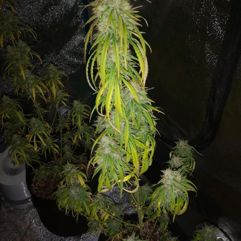Citradelic sunset auto growlog timeline photo
