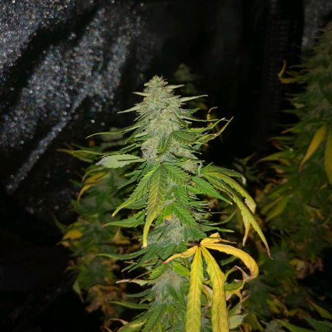 Jess' Memberberry  growlog timeline photo