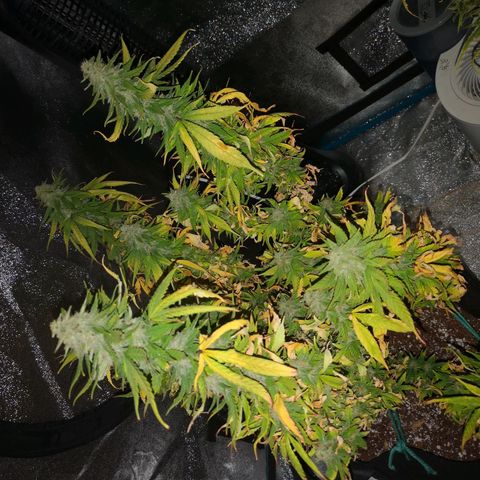 Jess' Memberberry  growlog timeline photo