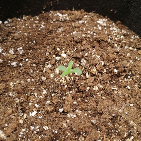 Mango smile auto 2nd run  growlog timeline photo