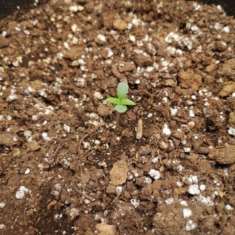 Sour d auto 2nd run  growlog timeline photo