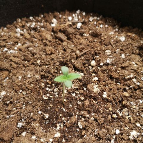 Zweet grapes auto  growlog timeline photo