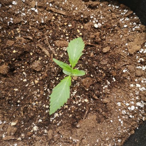 Ethos haze auto  growlog timeline photo