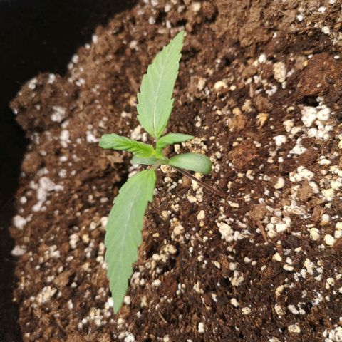 Mango smile auto 2nd run  growlog timeline photo