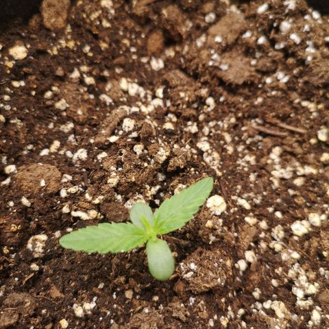 Sour d auto 2nd run  growlog timeline photo