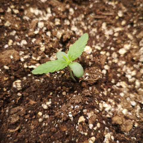 Sour d auto 2nd run  growlog timeline photo