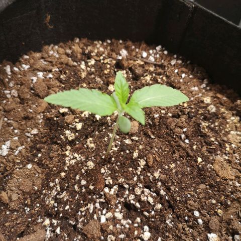 Zweet grapes auto  growlog timeline photo