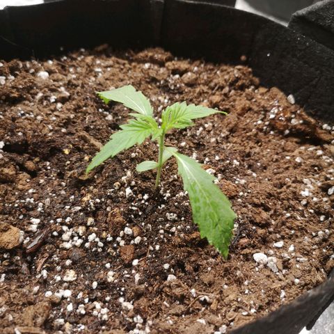 Ethos haze auto  growlog timeline photo
