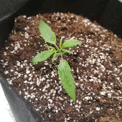 Mango smile auto 2nd run  growlog timeline photo