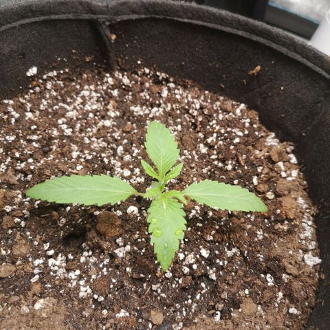 Sour d auto 2 2nd run  growlog timeline photo