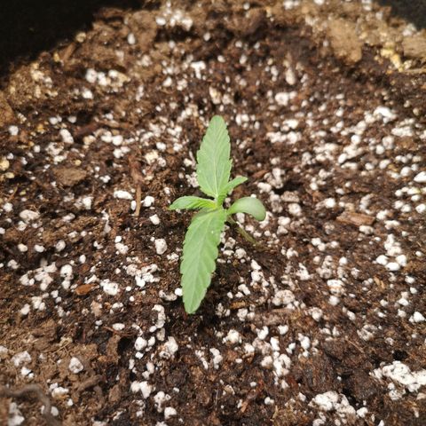 Sour d auto 2nd run  growlog timeline photo