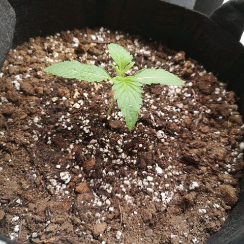 Zweet grapes auto  growlog timeline photo