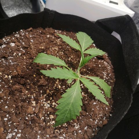 Ethos haze auto  growlog timeline photo