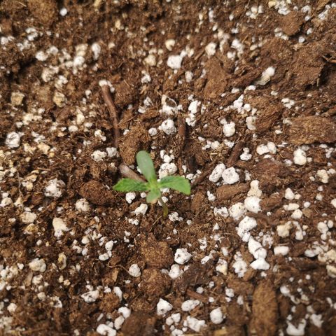 Inzane in the membrane auto growlog timeline photo