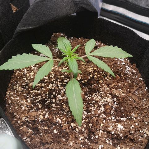 Mango smile auto 2nd run  growlog timeline photo