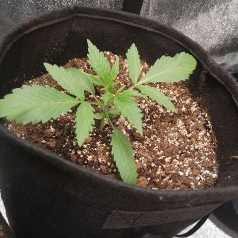 Sour d auto 2 2nd run  growlog timeline photo