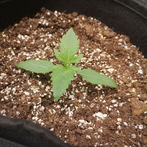 Sour d auto 2nd run  growlog timeline photo
