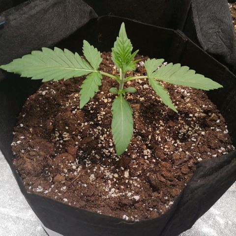 Zweet grapes auto  growlog timeline photo