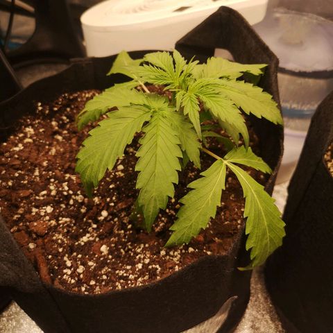 Ethos haze auto  growlog timeline photo
