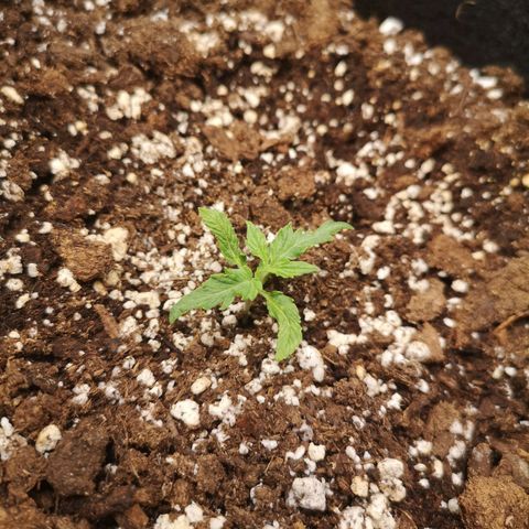 Inzane in the membrane auto growlog timeline photo