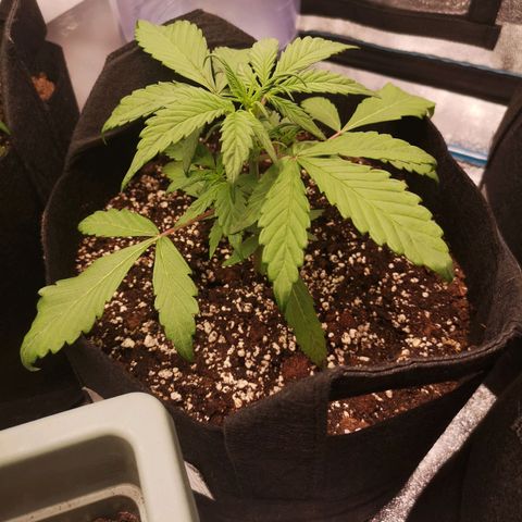 Mango smile auto 2nd run  growlog timeline photo