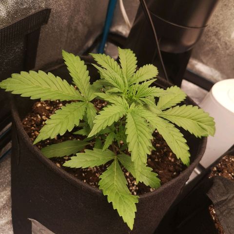 Sour d auto 2 2nd run  growlog timeline photo
