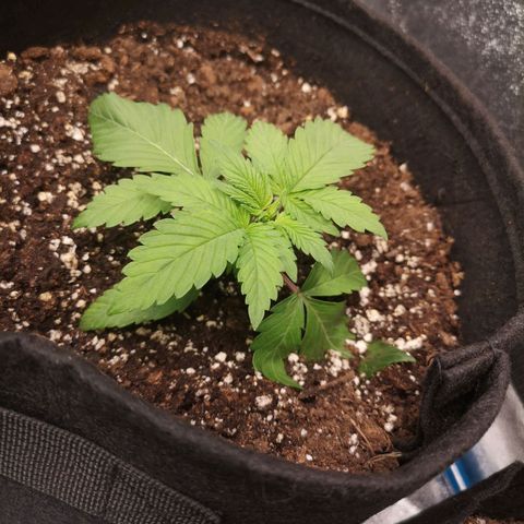 Sour d auto 2nd run  growlog timeline photo