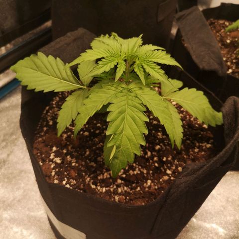 Zweet grapes auto  growlog timeline photo