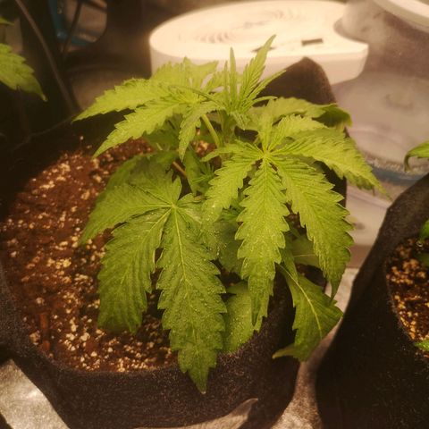 Ethos haze auto  growlog timeline photo