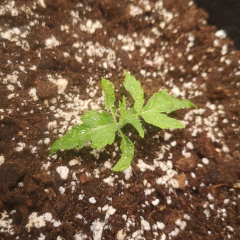 Inzane in the membrane auto growlog timeline photo
