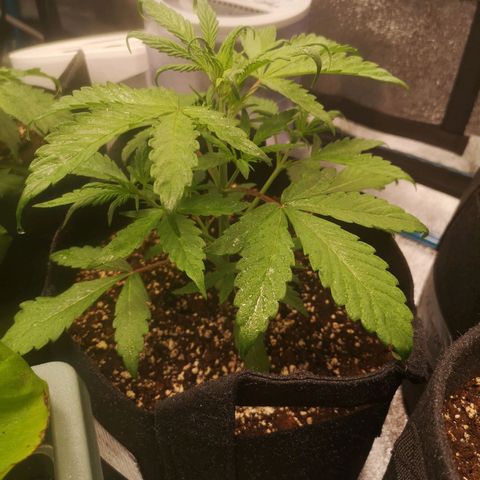 Mango smile auto 2nd run  growlog timeline photo