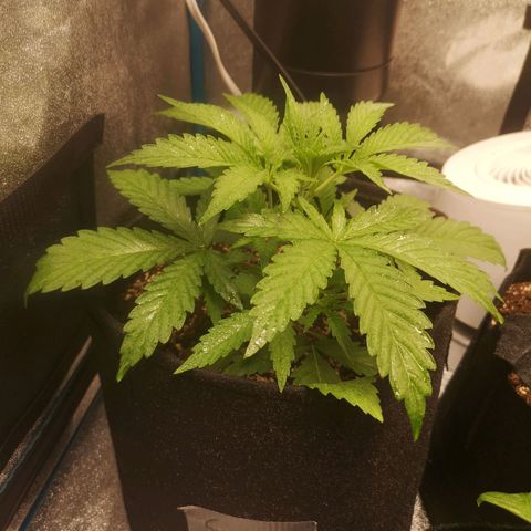 Sour d auto 2 2nd run  growlog timeline photo