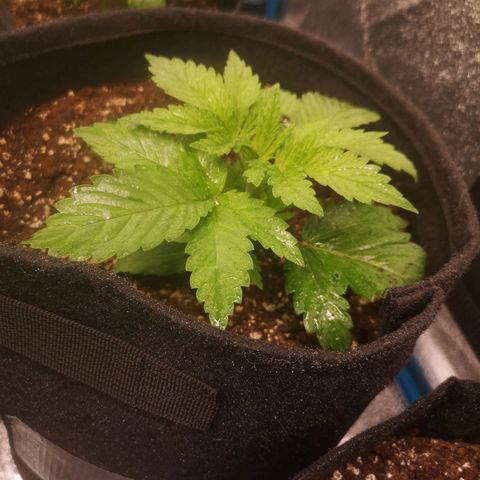 Sour d auto 2nd run  growlog timeline photo