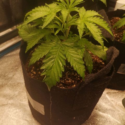Zweet grapes auto  growlog timeline photo