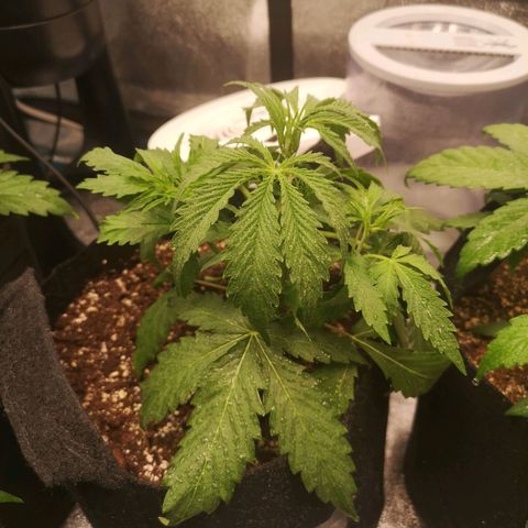 Ethos haze auto  growlog timeline photo
