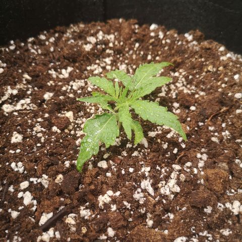 Inzane in the membrane auto growlog timeline photo