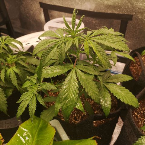 Mango smile auto 2nd run  growlog timeline photo